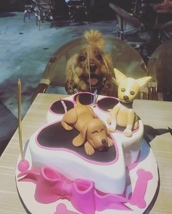 Denizli’de köpeği ’Putin’ için doğum günü partisi düzenledi
