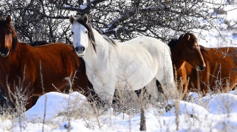 Ege’de muhteşem görüntüler! Yılkı atları Murat Dağı’nda 3 yıl aradan sonra yeniden görüntülendi