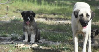 Deniz ve havuzdan koronavirüs bulaşır mı? Uzman isim açıkladı