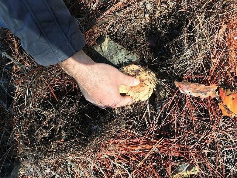 Fakirin eti ’çıntar’ için ormana akın başladı