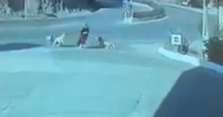 Muğla’da dehşet anları! Köpek ordusu yolda yürüyen kadına saldırdı