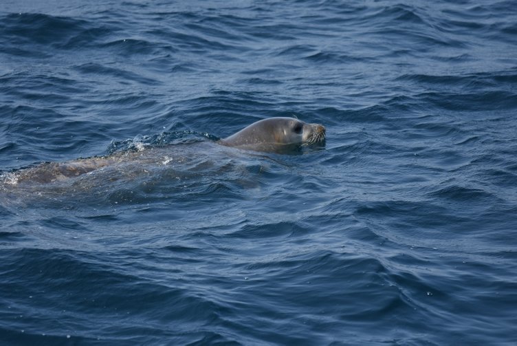 Bodrum’da yaralı fok ihbarı ekipleri alarma geçirdi