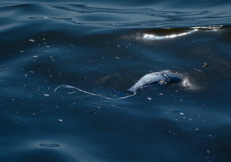İzmir Körfezi’nde balık tutulmaması konusunda uyarıcı afişler asıldı