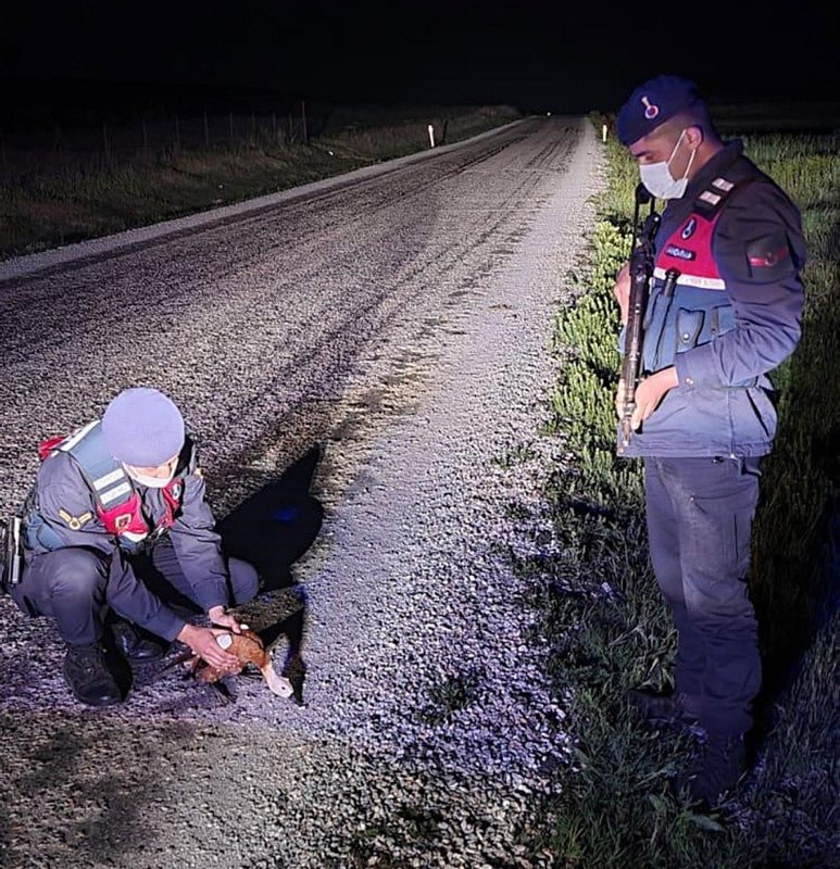 Denizli’de jandarmanın bulduğu yaralı angut kuşu tedavi altına alındı