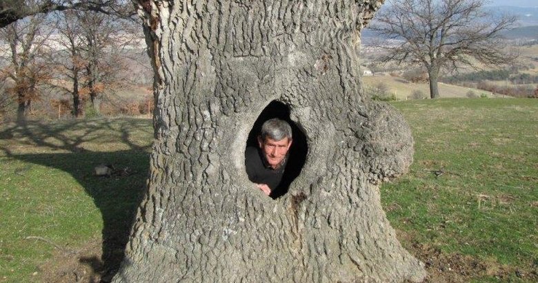 400 yıllık gövdesi boş meşe ağacı ilgi odağı