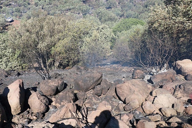 İzmir’deki yangında 200 dönüm alan küle döndü
