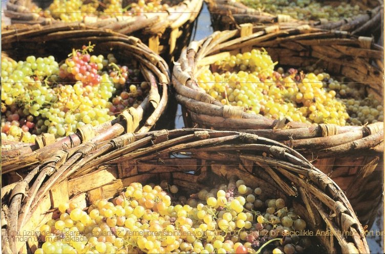 Yeşil üzümün faydaları nelerdir? Hangi hastalıklara iyi gelir?