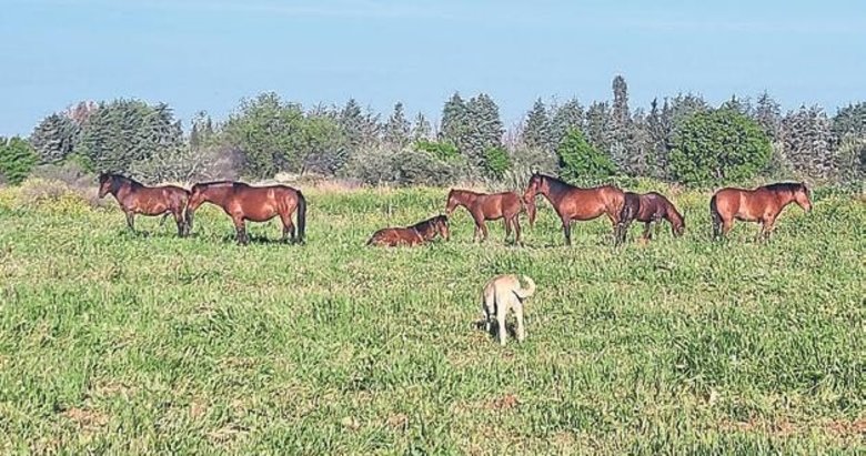 Spil’in yılkı atları şehir merkezinde