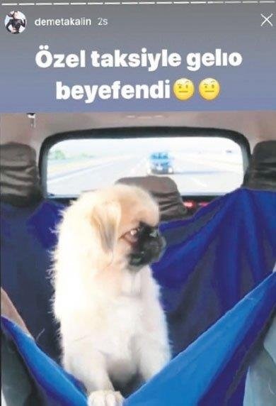 Demet Akalın Bodrum'da köpeği için VIP araç kiraladı