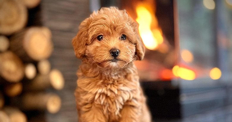 Dolandırıcılığın böylesi! Köpeği boyayıp internet üzerinden sattılar