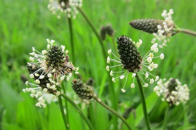 Tüberküloz hastalığına karşı birebir: Sinir otu!
