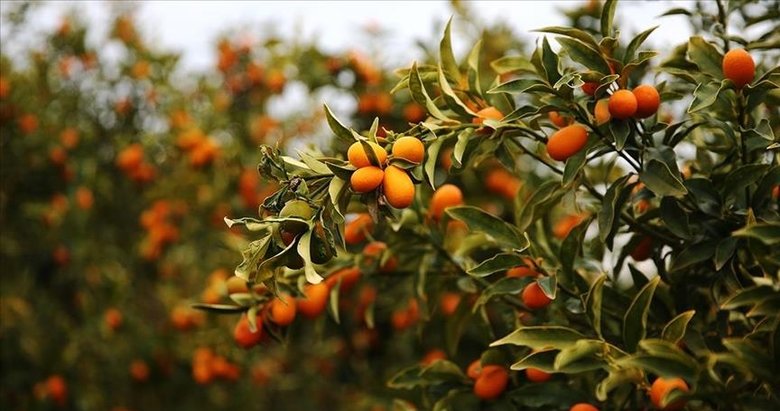 Narenciye mucizesiyle tanışın