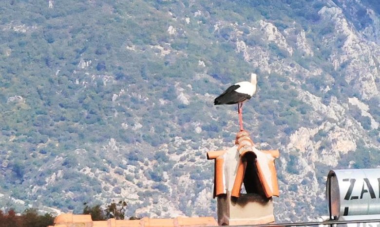 Yüzyıllardır Ege’nin bu köyüne uğramadan geçmiyorlar! Bu sene erken geldiler