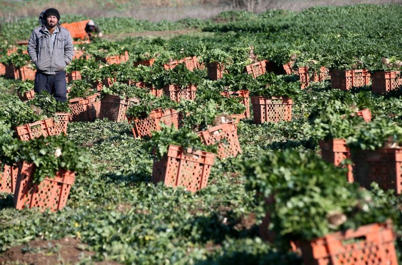 Türkiye’nin kışlık sebze üretim merkezi İzmir’de hasat yoğunluğu