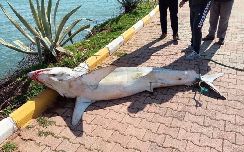 Görenler inanamadı! 2 metrelik dev köpek balığı karaya vurdu
