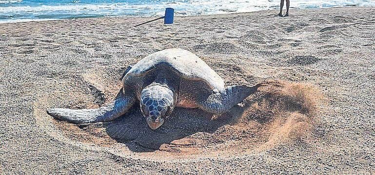 Caretta carettalar için sessizlik çağrısı