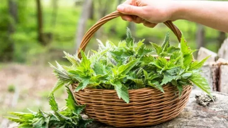 İbn-i Sina’nın tavsiye ettiği ısırgan otunun mucizevi faydaları! Her öğüne yakışan ısırgan otu tarifi