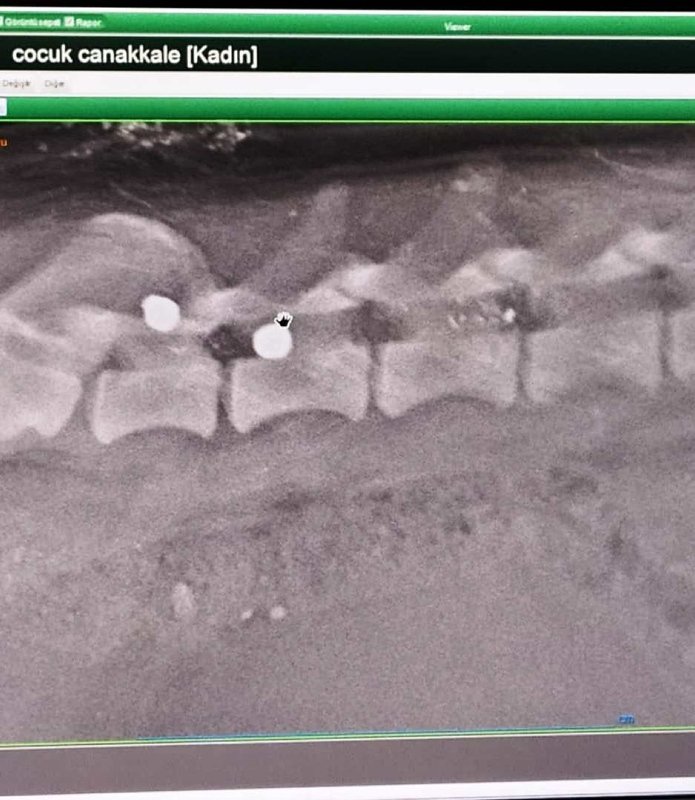 Caniliğin böylesi! Sokak köpeğini hedef tahtasına çevirdiler