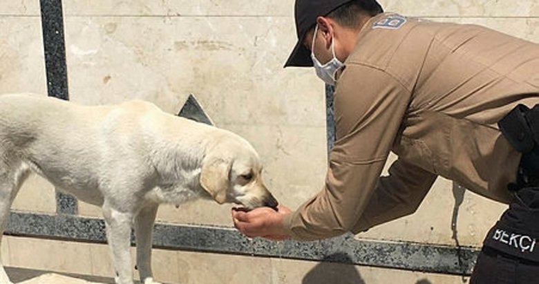 Fethiye’de susuz kalan köpeğin yardımına bekçiler koştu
