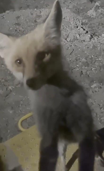 Kütahya’da tilki ile dozer operatörü karşılaşınca ortaya gülümseten görüntüler çıktı