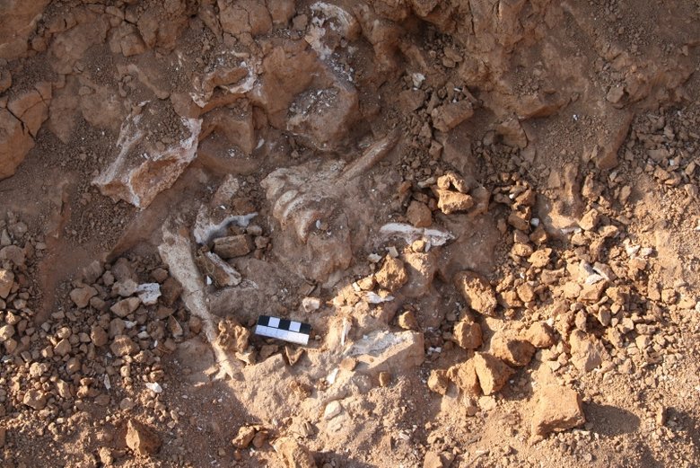 Denizli’de 8 farklı hayvan türüne ait fosil bulundu