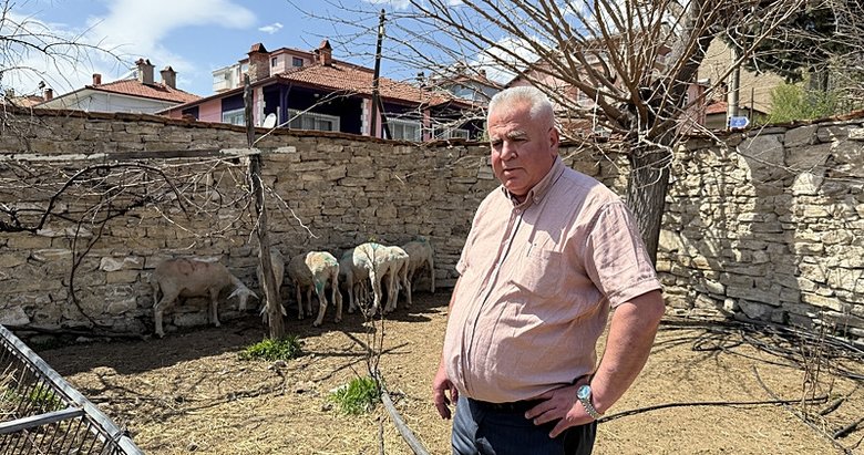 Kütahya’da sokak köpekleri 7 koyunu öldürdü!