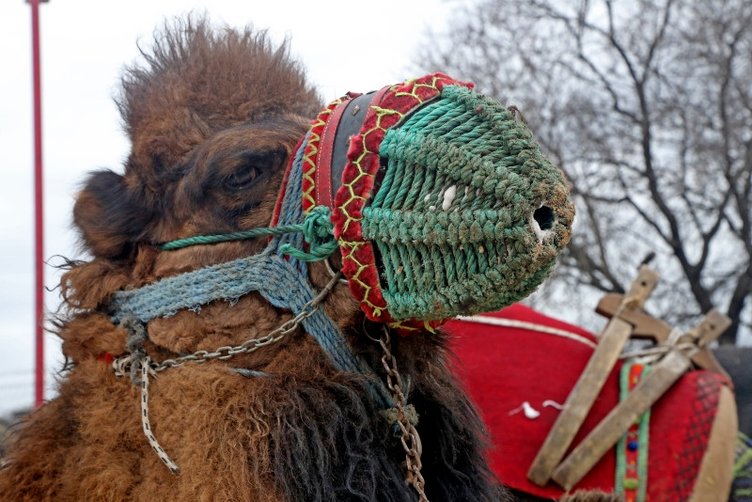 Muğla’da 22 yıldır devam eden gelenek! Festival havasında deve güreşi