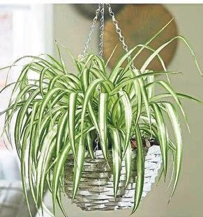 Doğal hava temizleyiciler