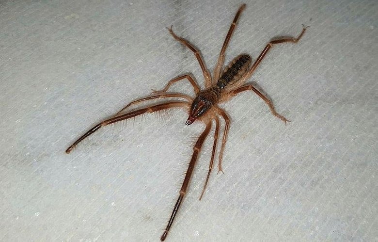 Tehlikeli ’Çöl Örümceği’ Aydın’da ortaya çıktı