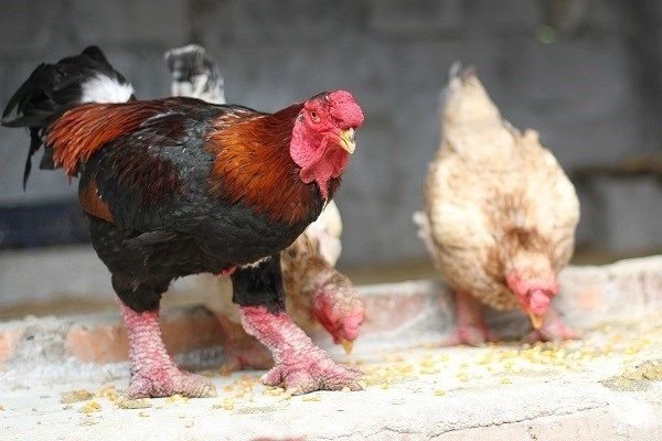 Atatürk Havalimanı’nda 802 adet ejderha tavuğu yumurtası ele geçirildi