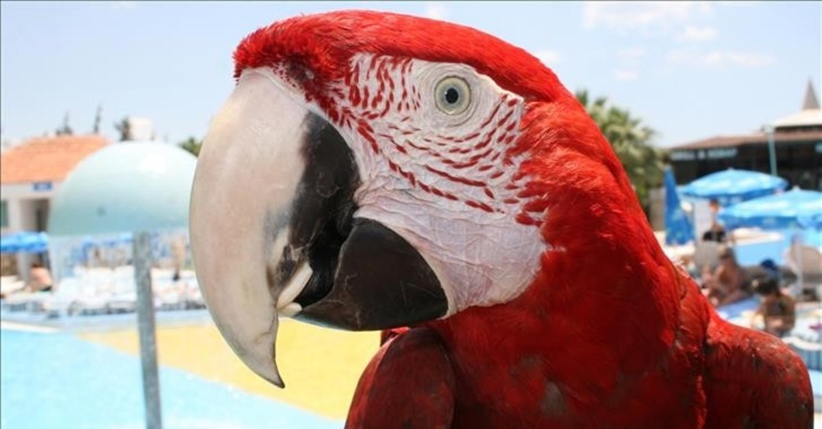 Papağanlar da isim veriyor