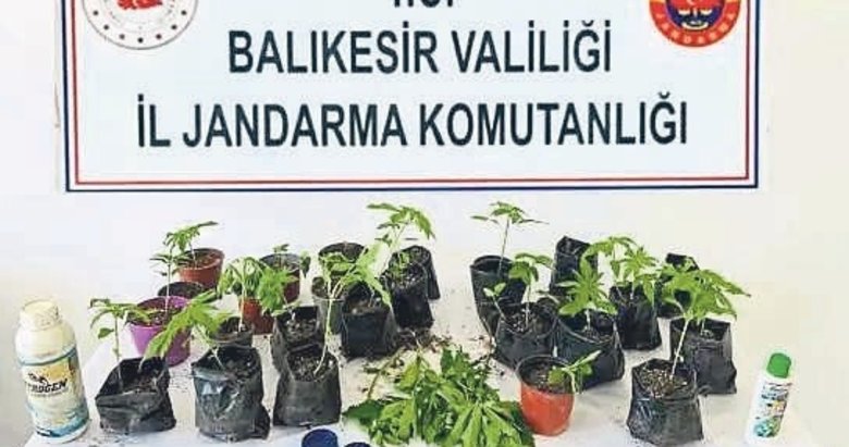 Bahçedeki zehir serasına jandarmadan gece baskını