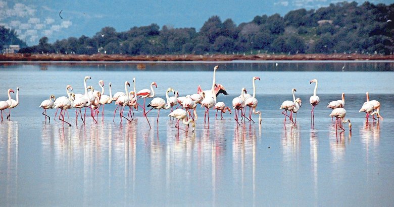 Flamingoların vatanına kirli su