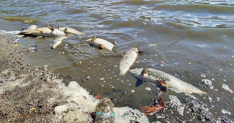 İzmir’deki gölde toplu balık ölümleri! İnceleme başlatıldı: Sebebi nedir?