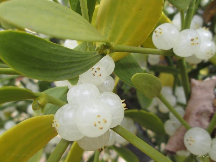 Ökse otunun faydaları nelerdir? Ökse otu nasıl kullanılır?