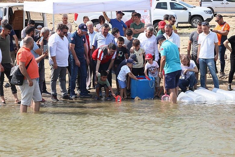 Muğla’da 370 bin sazan yavrusu sulara bırakıldı