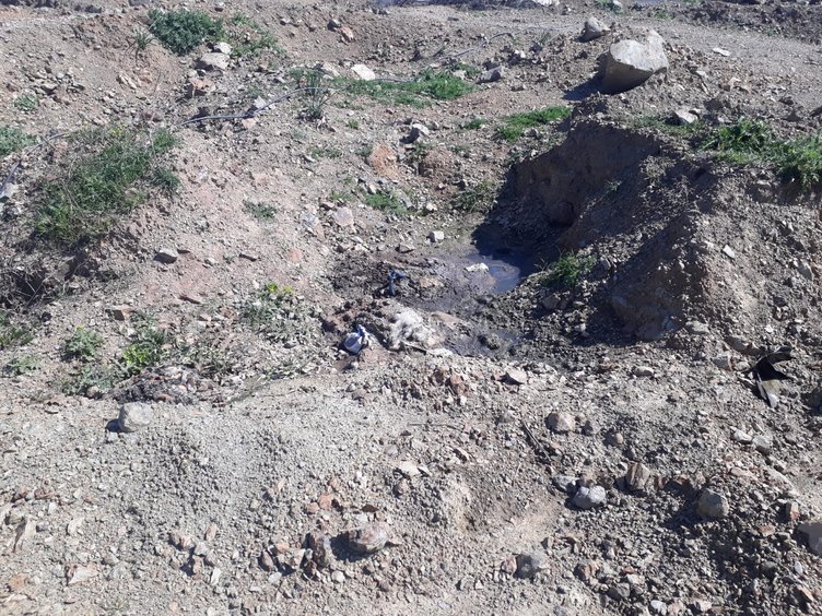 Seferihisar Hayvan Barınağı içler acısı durumda