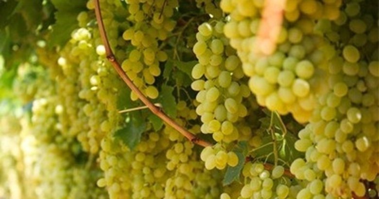Ünü dünyaya yayılan Sultaniye üzümü sofralara ulaşacak