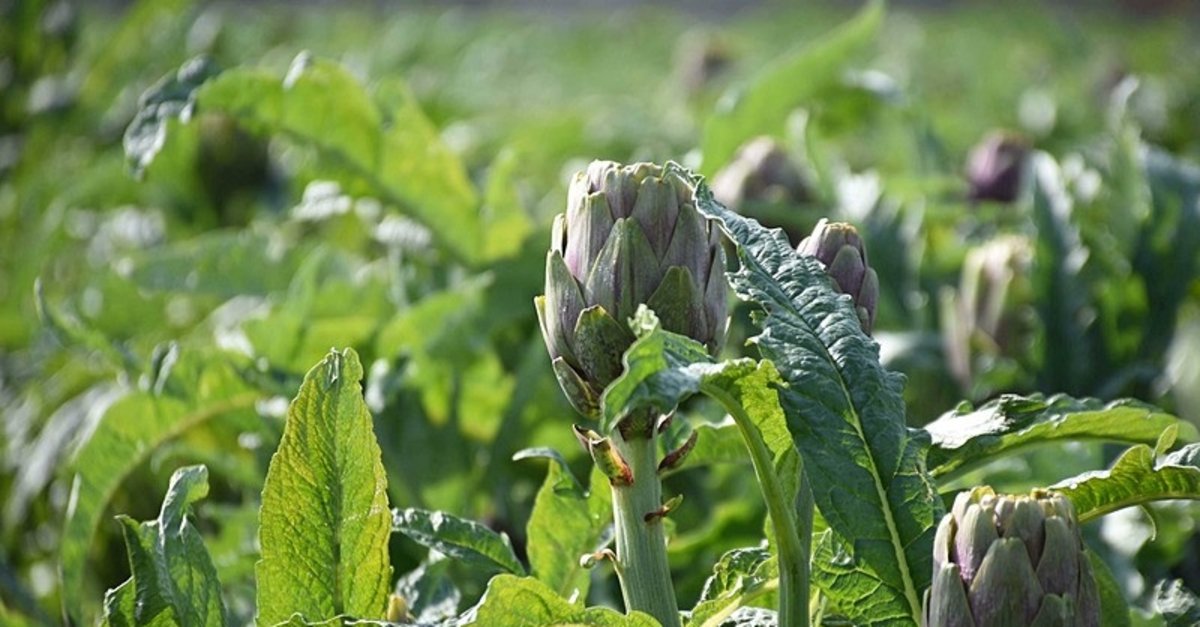 İzmir'den sevindiren haber! Enginar hasadı başladı