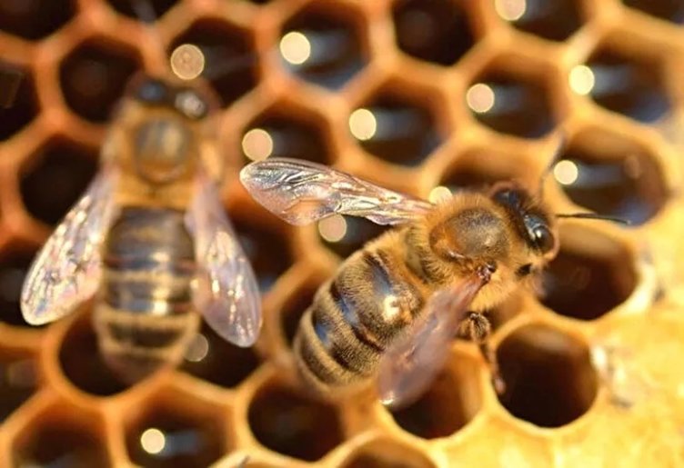 Vitamin deposu ’Perga’ nedir? Nasıl tüketilmelidir?