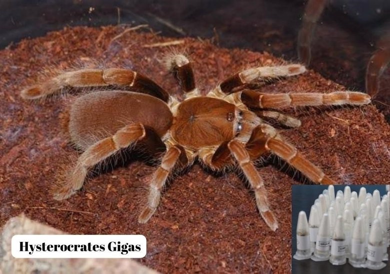 Yavru tarantula siparişi adliyede son buldu