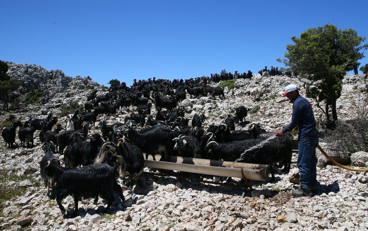 İzmir’de havalar ısındı göç yolculuğu başladı! Keçi üreticileri deniz manzaralı yaylalara gitmeye başladı