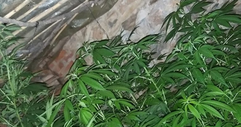 Izmir De Uyusturucu Operasyonu 11 Paket Hint Keneviri Ele Gecirildi