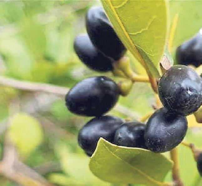 Defne tohumunun 8 faydası