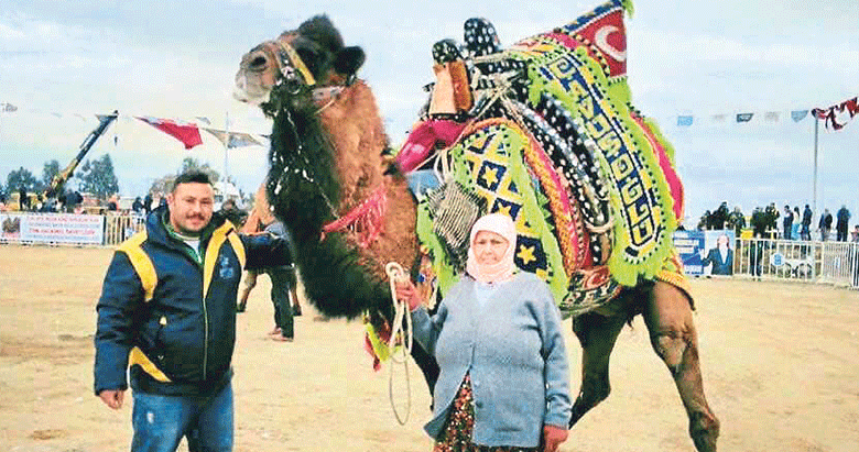 Aydın’da develer öksüz kaldı