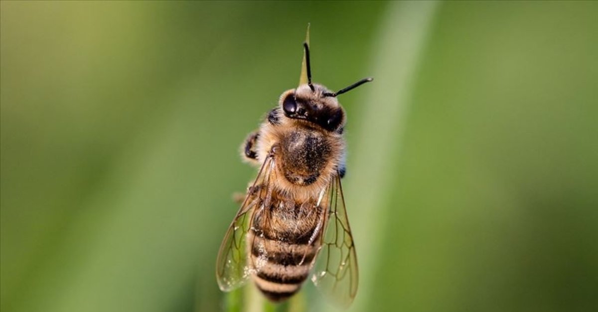 Nazilli’de arı istilası