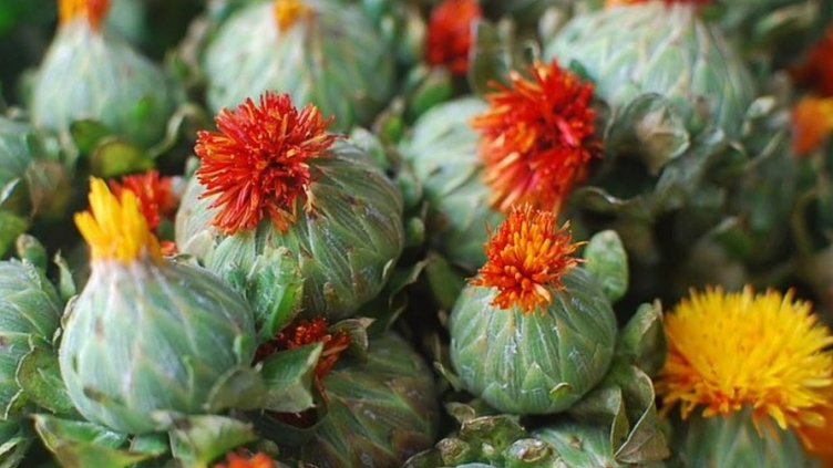 Aspir yağı nedir? Aspir yağının faydaları nelerdir?