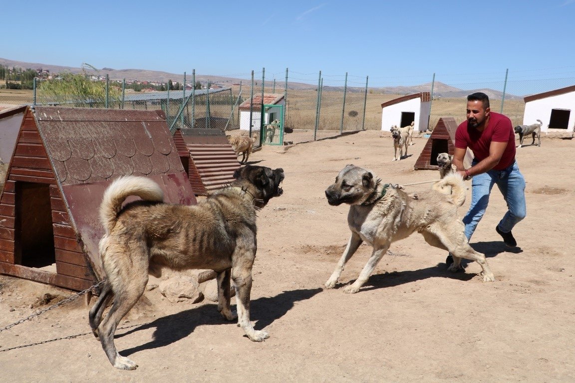 Kangal köpekleri neden yavrularını yiyor? Büyük sır çözüldü Yaşam