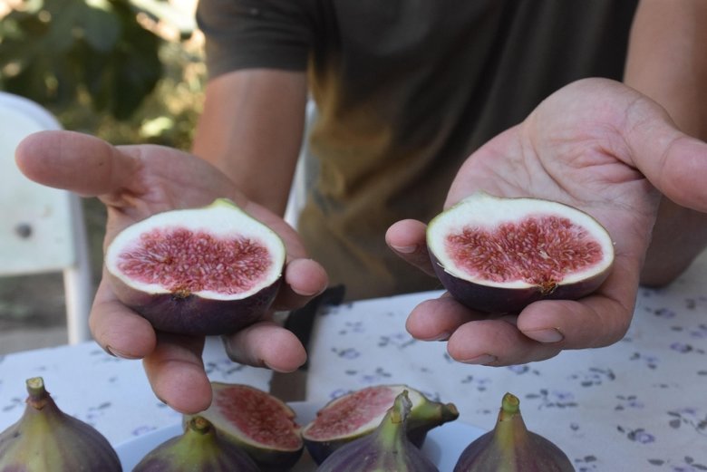 Dünyada rakibi olmayan siyah incir, Avrupa pazarını fethediyor