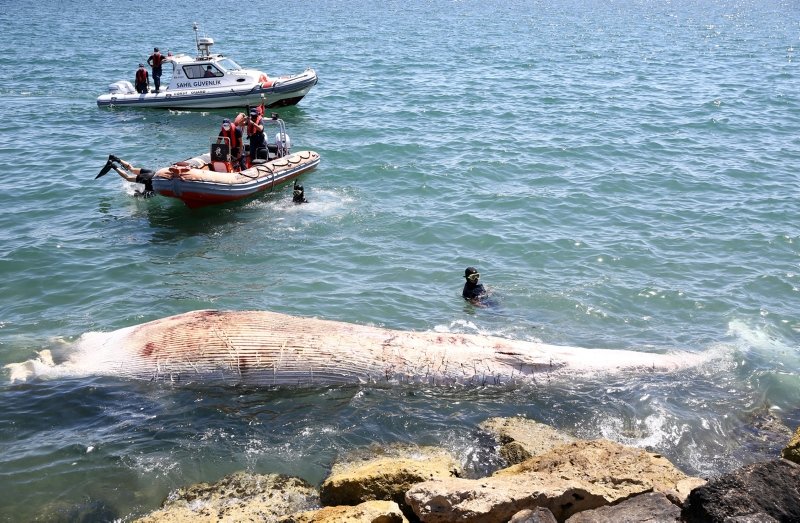 Görenler inanamadı! 10 metrelik balina karaya vurdu